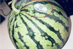 网红胶带吃瓜,揭秘网络红人的神秘生活